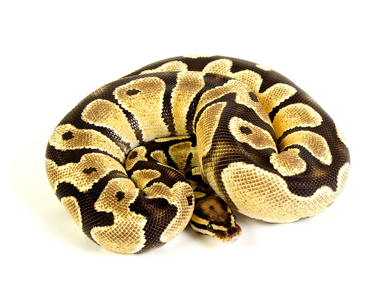 Royal Python королевский питон